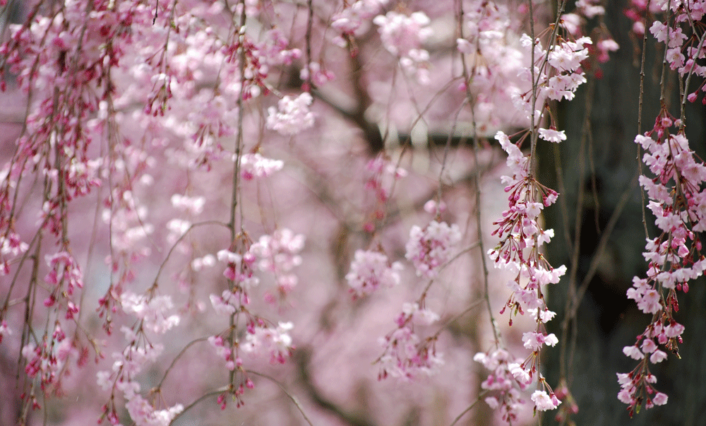 桜　桜　二条城_b0159780_223972.gif