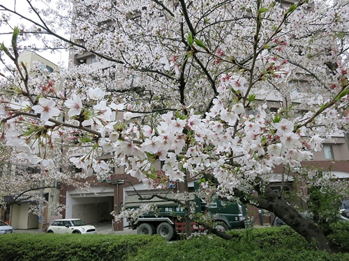 枝川緑道公園の桜たち ＠ 岡山市北区_f0299682_1141304.jpg