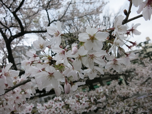 枝川緑道公園の桜たち ＠ 岡山市北区_f0299682_11514145.jpg