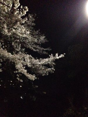 2014.4.5   の、つぶやき 夜桜に一瞬呆然。_b0174284_14181126.jpg