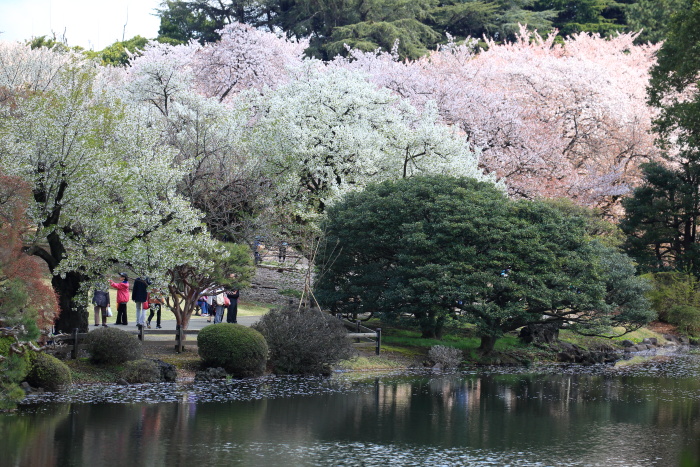 桜風景・新宿御苑_c0277284_22511398.jpg