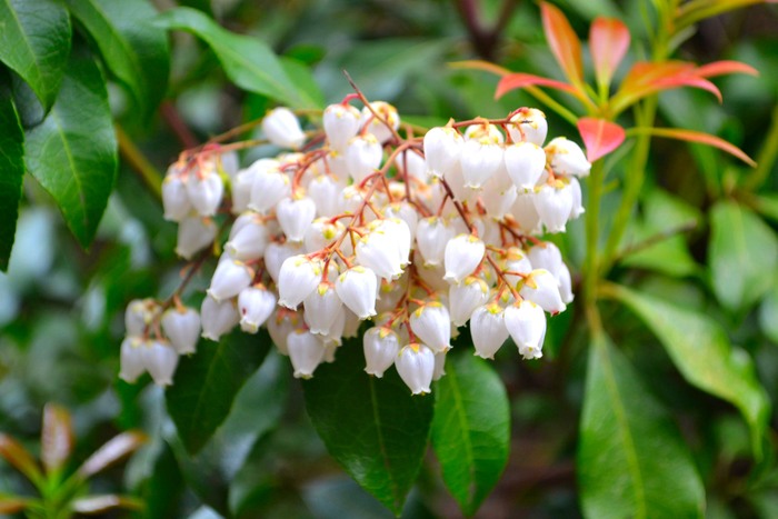 お花見２０１４＠八芳園_a0280185_23362930.jpg