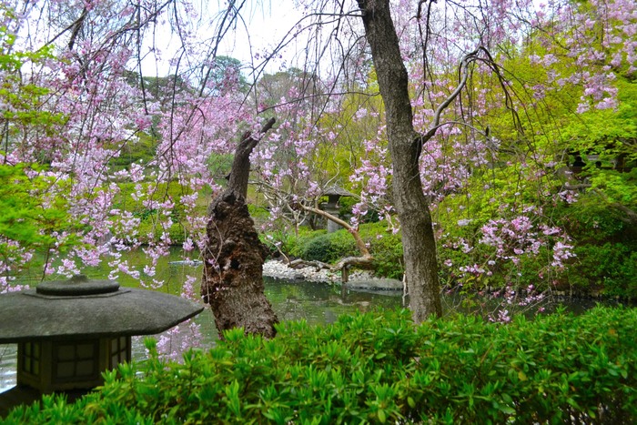 お花見２０１４＠八芳園_a0280185_23441641.jpg