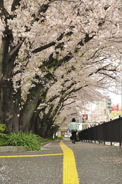 桜めぐり_a0116088_115896.jpg