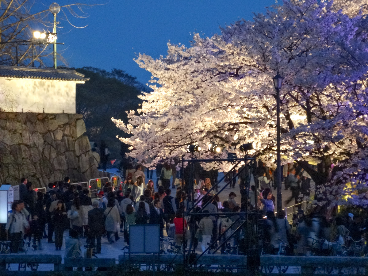 夜桜デート♪（3月28日）　舞鶴公園・大濠城址　*2_d0147393_804975.jpg