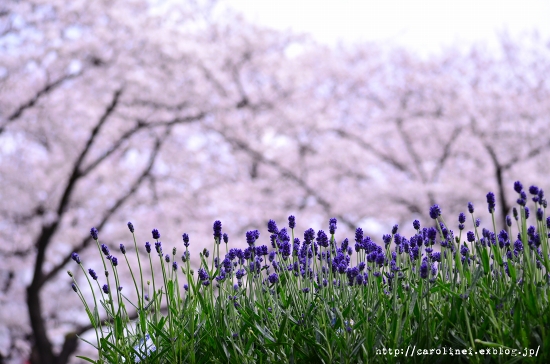 お花見_d0025294_203207.jpg