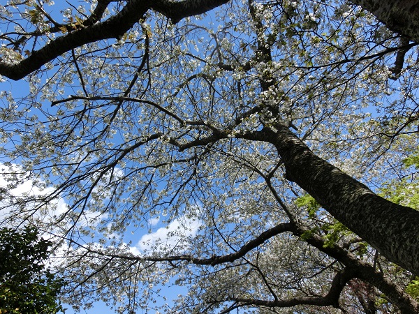 a0207996_22465373.jpg