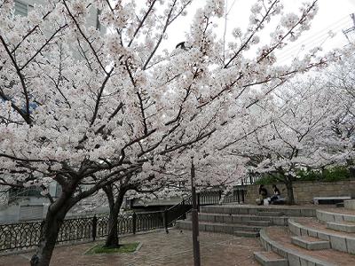 神戸の桜2014　都賀川の桜_b0051598_21402457.jpg