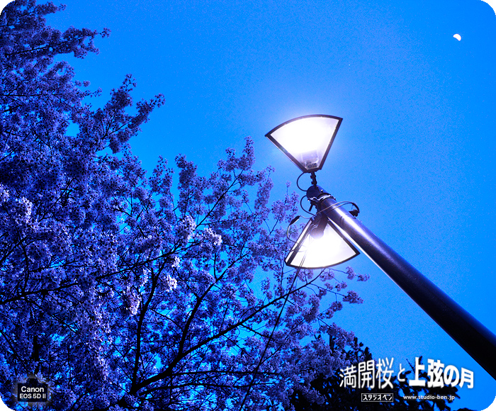 満開桜 と 上弦の月_c0210599_23538100.jpg