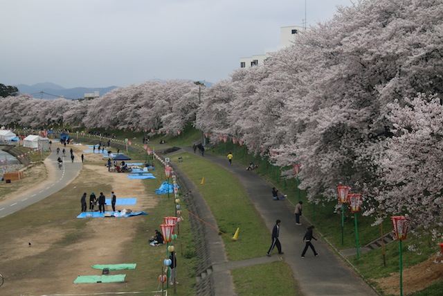 岡山の春を歩く（1）曇天の桜並木_c0306400_132359.jpg