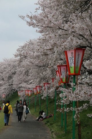 岡山の春を歩く（1）曇天の桜並木_c0306400_1394957.jpg