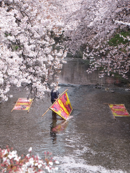 五条川の桜 のんぼり洗い テッキーの山歩き