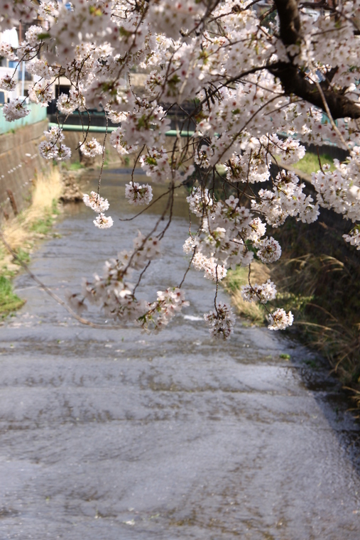 近所の桜　4_d0248502_8505949.jpg