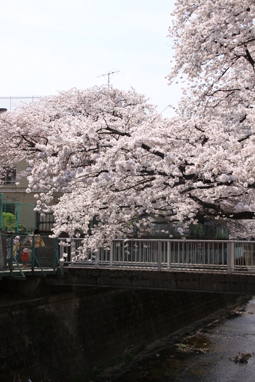 近所の桜　4_d0248502_8541696.jpg