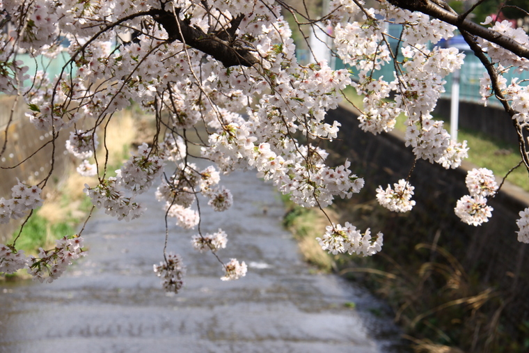 近所の桜　4_d0248502_855947.jpg