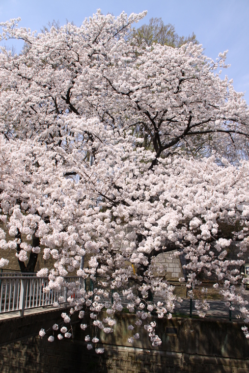 近所の桜　4_d0248502_8564162.jpg