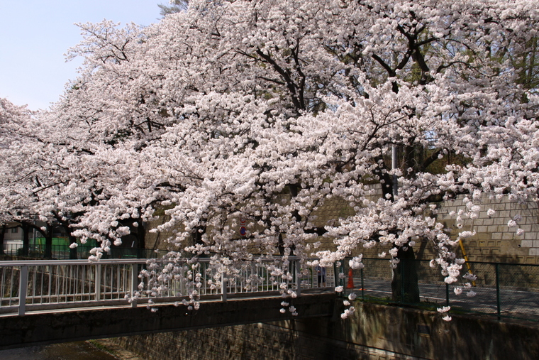 近所の桜　4_d0248502_8572376.jpg