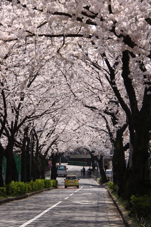 近所の桜　4_d0248502_8582393.jpg