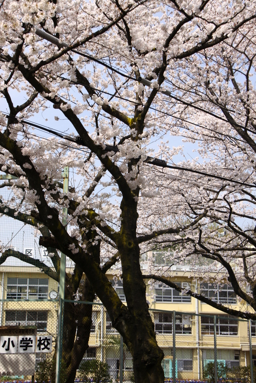 近所の桜　4_d0248502_8584888.jpg