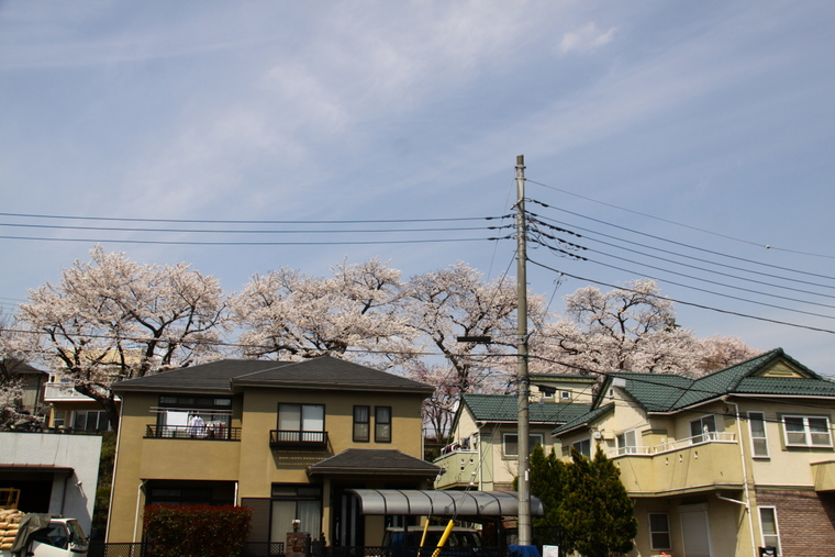 近所の桜　4_d0248502_8591751.jpg