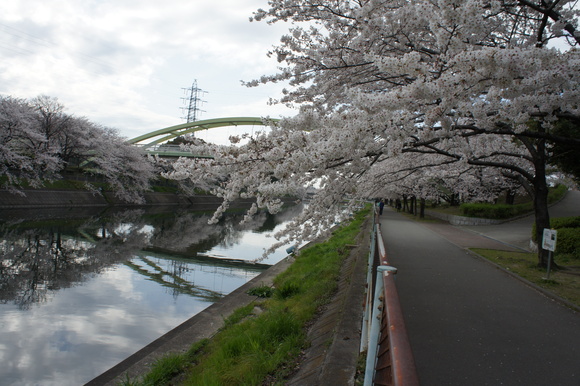 さ～く～ら～♪　さ～く～ら～♪_a0113003_15504216.jpg