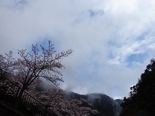 山婆会第一回吉野お花見ハイキングその1_b0326303_22552224.jpg