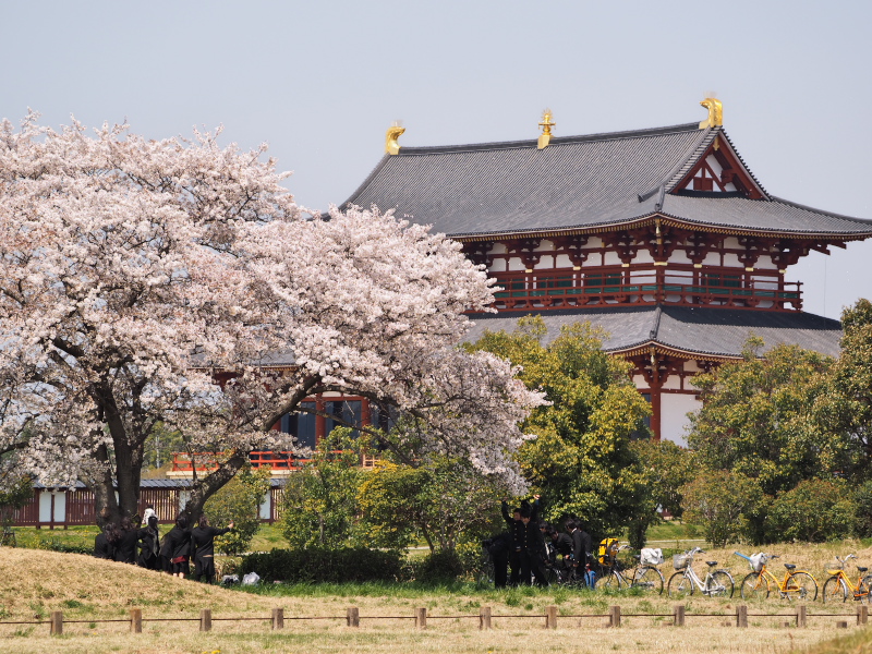 遅ればせながら桜日和_c0043403_22225690.jpg