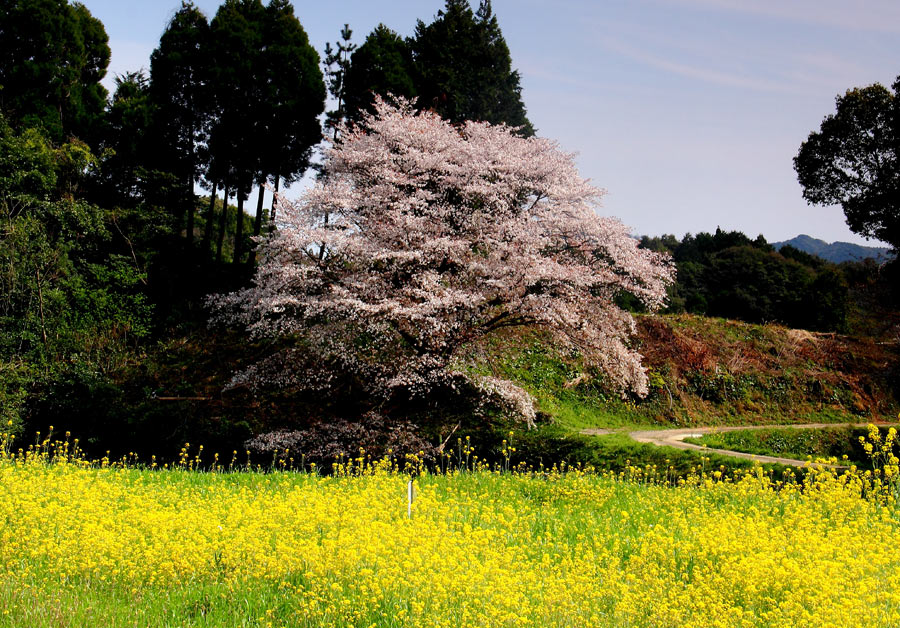 ジラカンスの桜_e0093903_845445.jpg