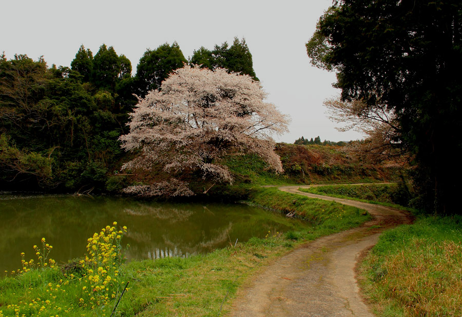 ジラカンスの桜_e0093903_845836.jpg