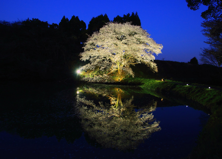 ジラカンスの桜_e0093903_8462953.jpg