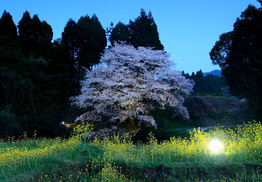 ジラカンスの桜_e0093903_8471622.jpg