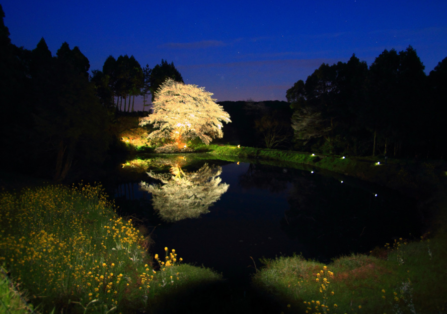 ジラカンスの桜_e0093903_8474534.jpg