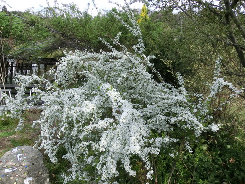 寒が戻りすぎて雪が舞う_c0156104_2140167.jpg