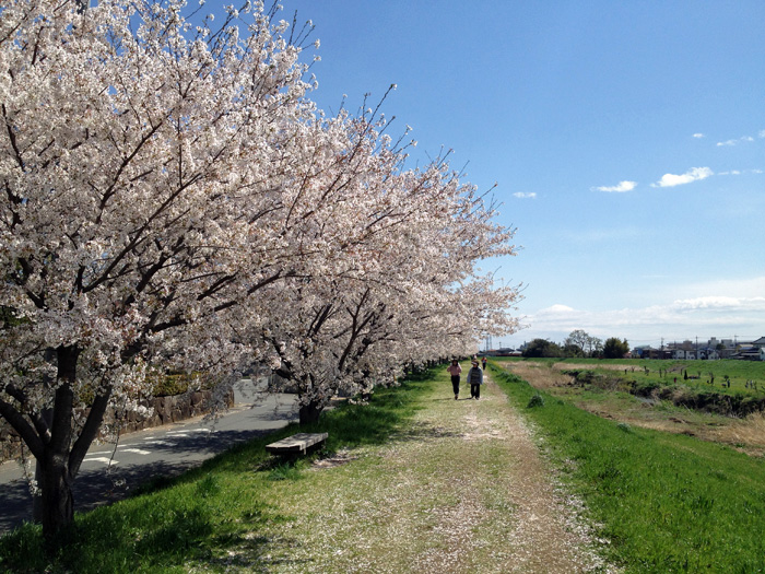 桜並木の新河岸川、蓮光寺を散歩_a0000006_2324339.jpg
