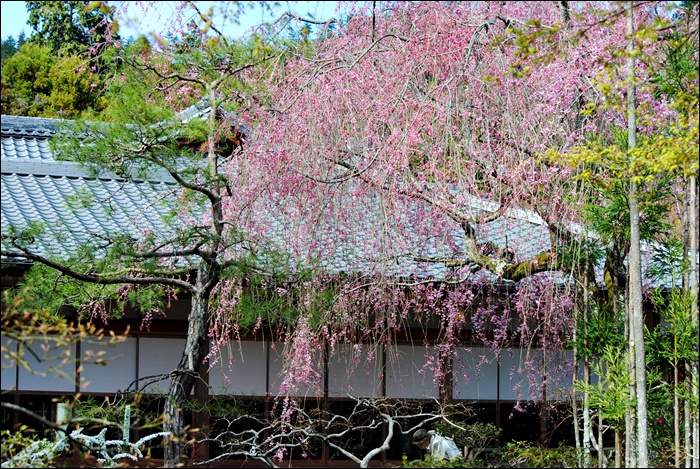 京都へ行ってきました　（一）_c0051107_23483075.jpg