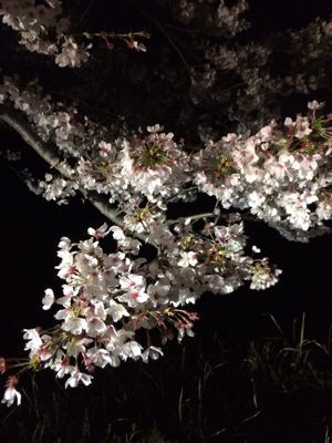 夜桜_d0000607_012924.jpg