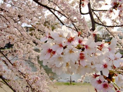 賀茂川の桜（北山～北大路）_f0128608_21494863.jpg