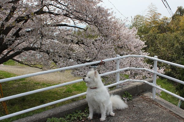 間に合った桜４月７日（月）_b0073110_18232924.jpg