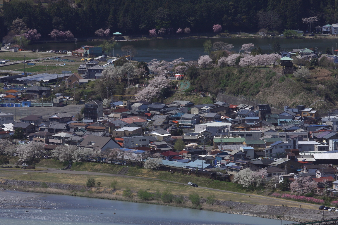 桜満開の野守の池とC56 - 2014年桜・大井川 - _b0190710_21111639.jpg