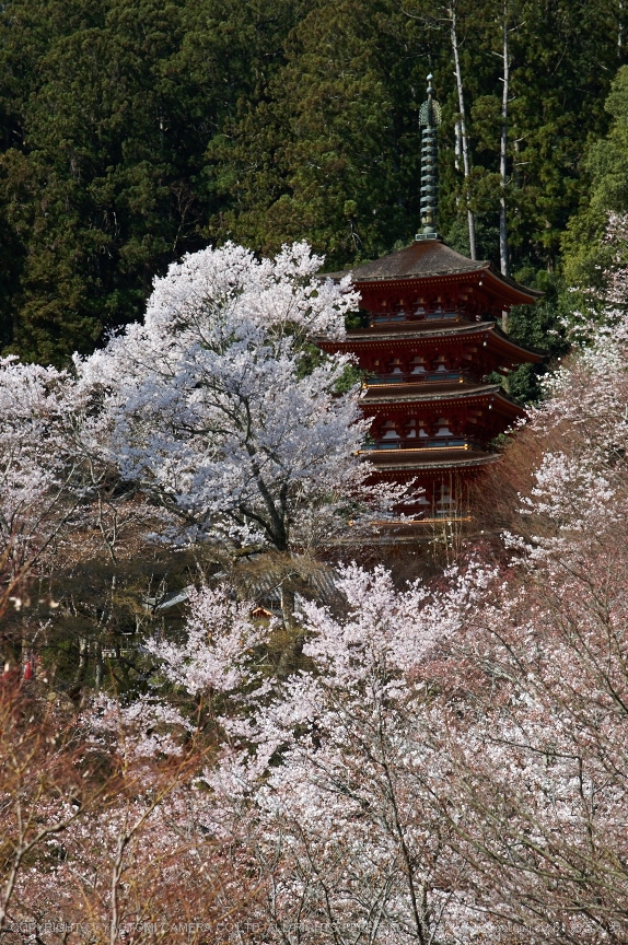 f0221510_2331885.jpg