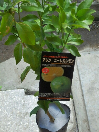 b0099813_041221.jpg