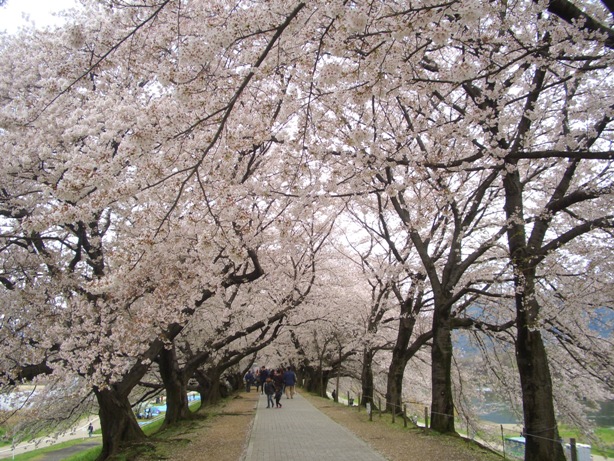 八幡市の背割堤。ながーーい桜のトンネルを歩く。_e0033713_18184466.jpg