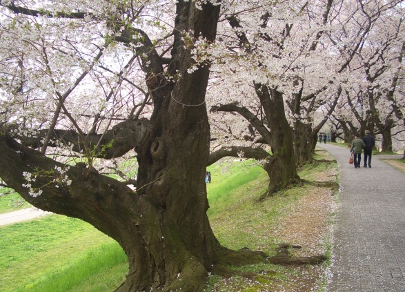 八幡市の背割堤。ながーーい桜のトンネルを歩く。_e0033713_18234444.jpg