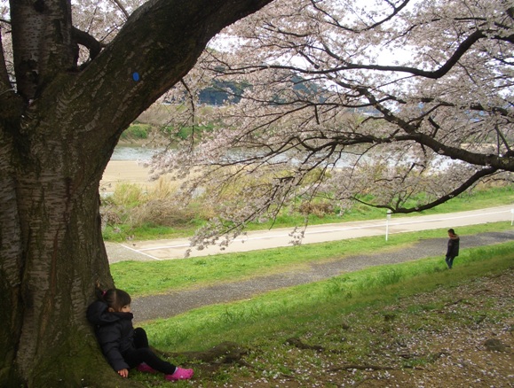 八幡市の背割堤。ながーーい桜のトンネルを歩く。_e0033713_18471999.jpg