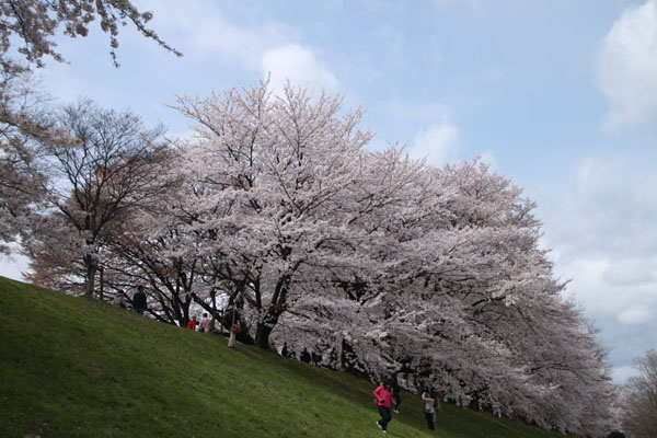 2014花めぐり27 せわり堤_e0048413_2121225.jpg
