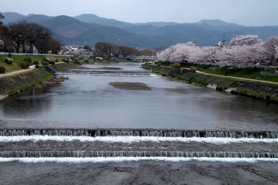 2014花めぐり28　鴨川上流_e0048413_2264620.jpg