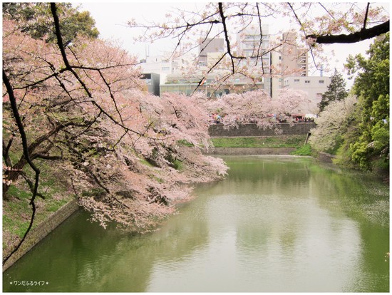 * 桜舞う東京バスツアー *_d0317115_1022281.jpg