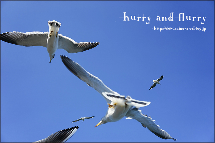 hurry and flurry_f0100215_20435710.jpg