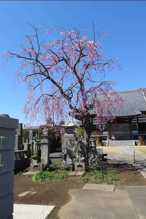 刀屋･ふぐひれ･墓参･園芸･花見等今週後半～日曜日の事_d0118616_1237539.jpg