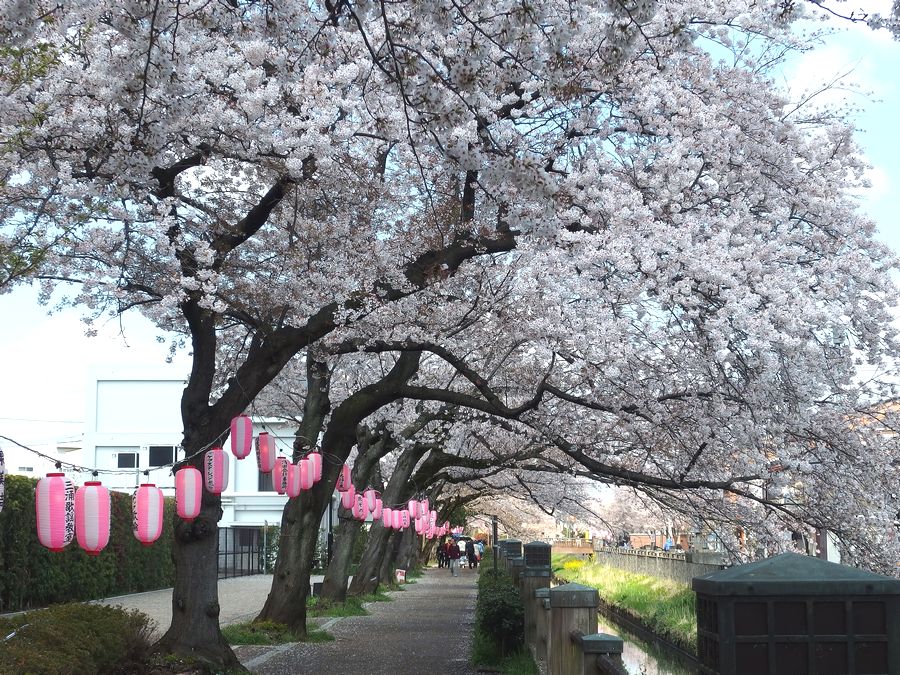 ＊ 市川市・真間川等の桜見物_b0204819_12404780.jpg